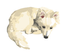 Snowy dog (image dog study painting sketchbook)